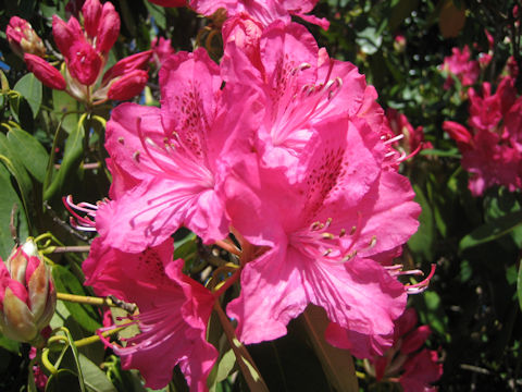 Rhododendron cv. Taiyo