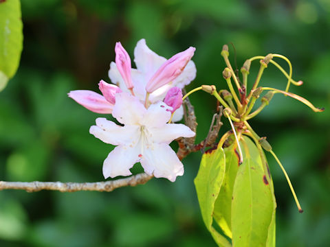 Rhododendron cv.