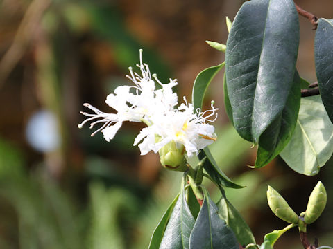 Rhododendron latoucheae