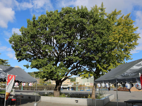 Tilia europaea
