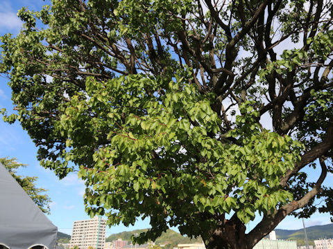 Tilia europaea