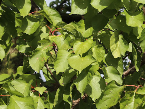 Tilia europaea