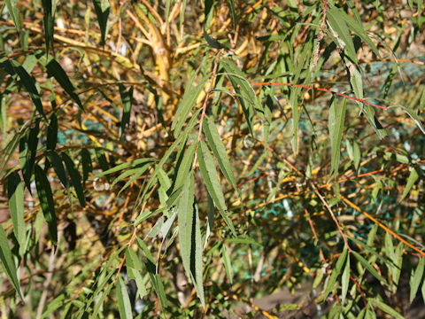 Salix alba