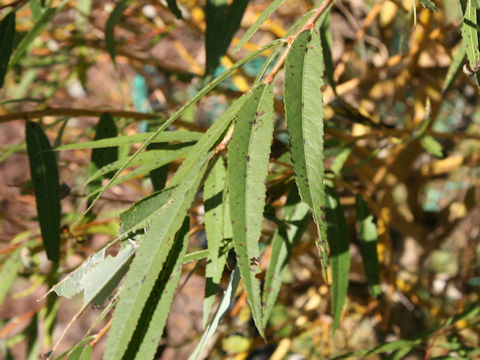 Salix alba