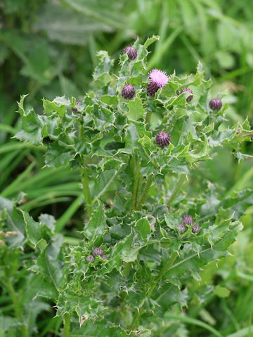 Cirsium arvense