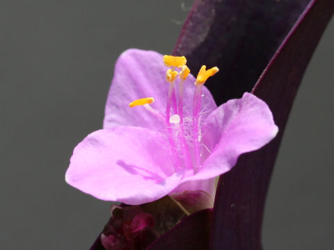 Setcreasea pallida cv. Purple Heart