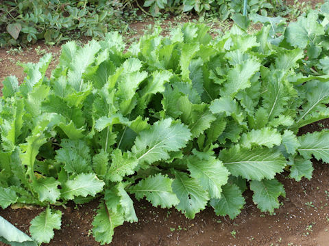 Brassica juncea var. multiceps