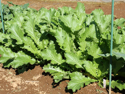 Brassica juncea var. multiceps