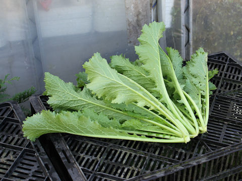 Brassica juncea var. multiceps