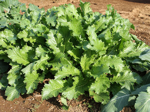 Brassica juncea var. multiceps