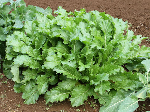 Brassica juncea var. multiceps