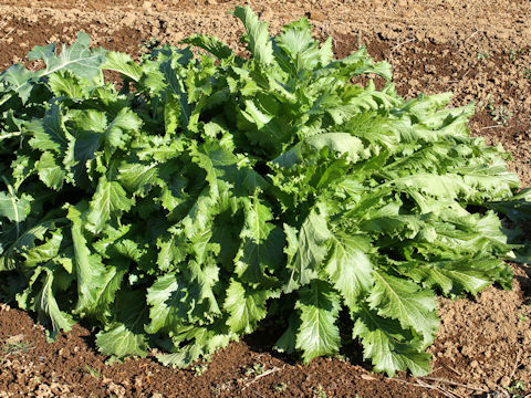 Brassica juncea var. multiceps