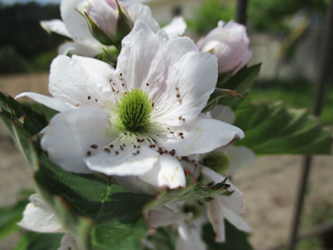 Rubus fruticosus