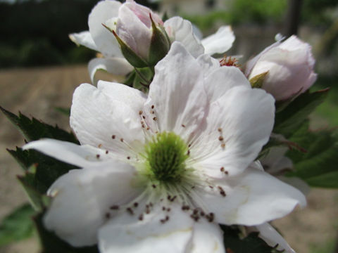 Rubus fruticosus