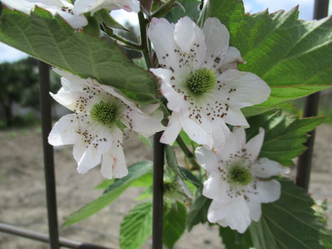 Rubus fruticosus