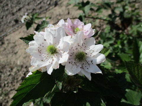 Rubus fruticosus