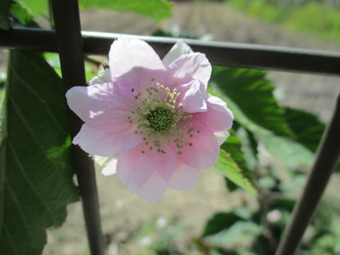 Rubus fruticosus