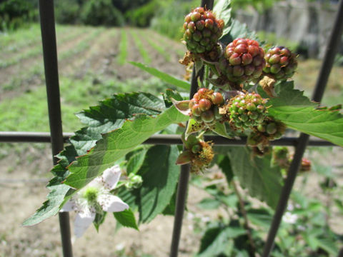 Rubus fruticosus