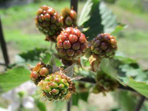 Rubus fruticosus