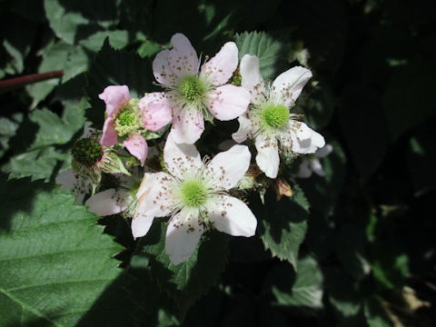 Rubus fruticosus