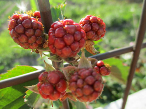 Rubus fruticosus