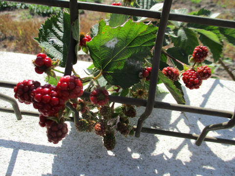 Rubus fruticosus