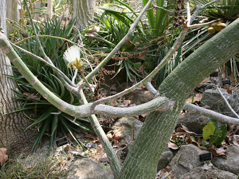 Pseudobombax ellipticum