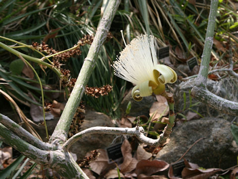 Pseudobombax ellipticum