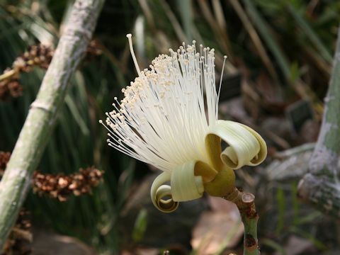 Pseudobombax ellipticum