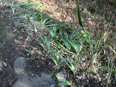 Iris japonica