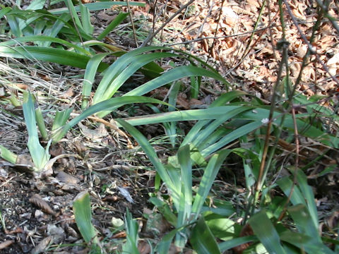 Iris japonica