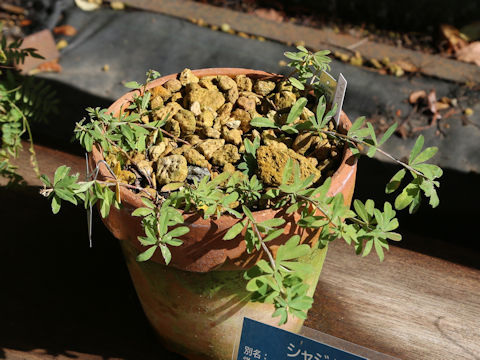 Trifolium lupinaster