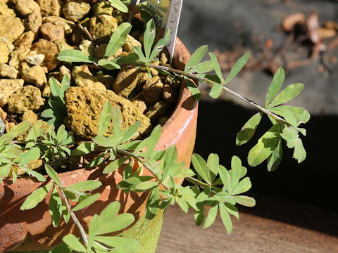 Trifolium lupinaster