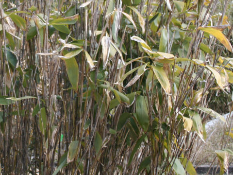 Sasa palmata ssp. nebulosa