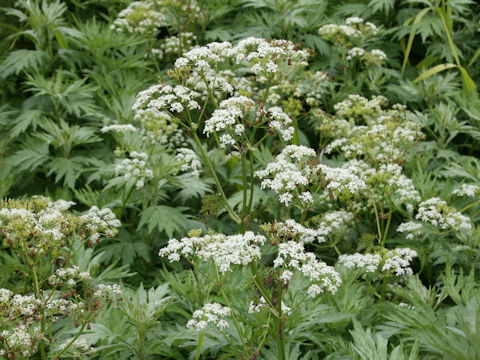 Anthriscus aemula