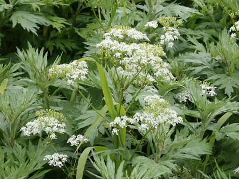 Anthriscus aemula