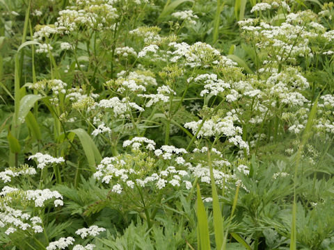 Anthriscus aemula