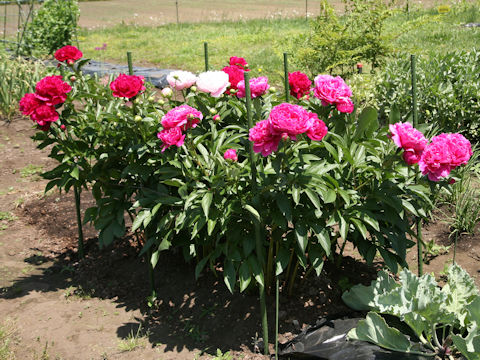 Paeonia lactiflora