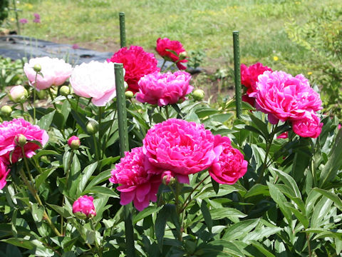 Paeonia lactiflora