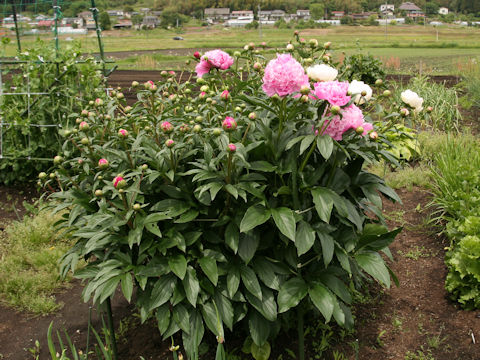 Paeonia lactiflora