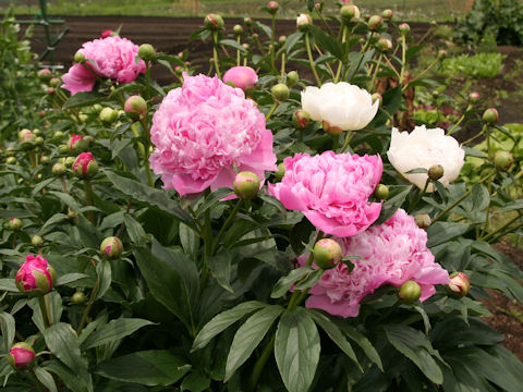 Paeonia lactiflora