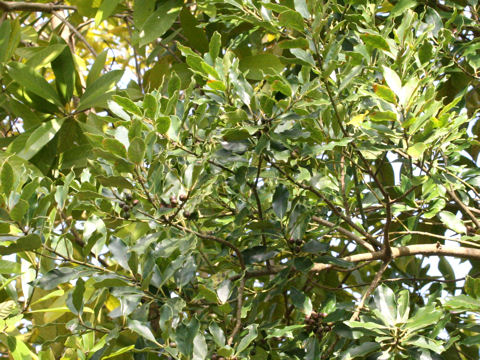 Raphiolepis indica var. umbellata