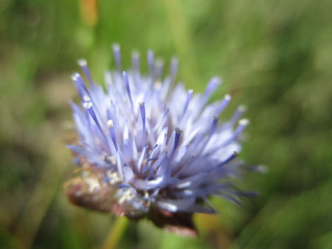 Jasione montana