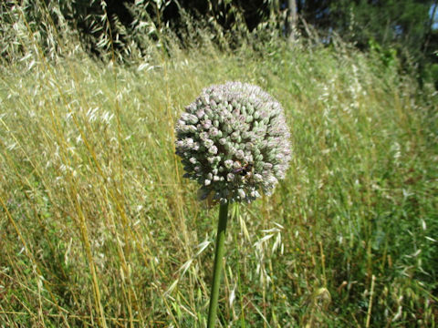 Jasione montana