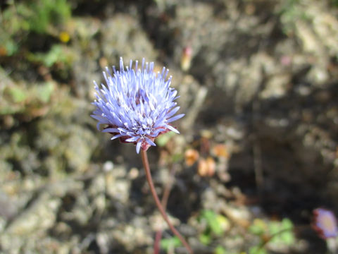 Jasione montana