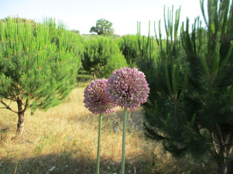 Jasione montana