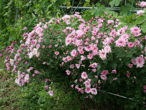 Chrysanthemum x moriforium f. esculentus