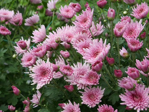 Chrysanthemum x moriforium f. esculentus