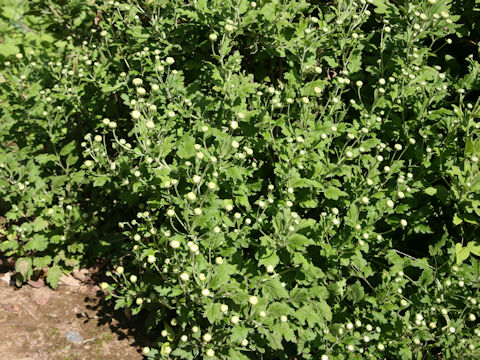 Chrysanthemum x moriforium f. esculentus