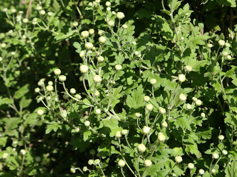 Chrysanthemum x moriforium f. esculentus